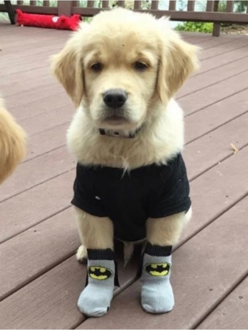 Batman Dog Socks